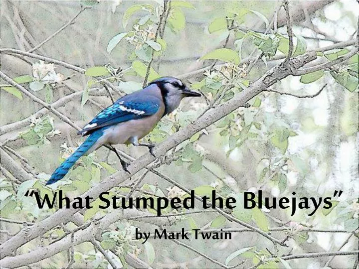 what stumped the bluejays by mark twain