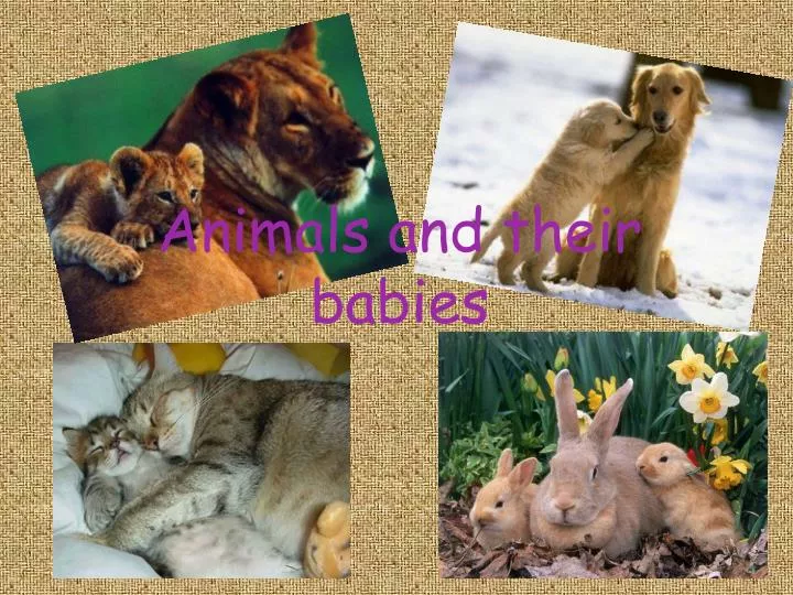animals and their babies