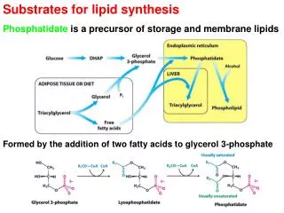 Substrates for lipid synthesis