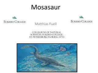 Mosasaur