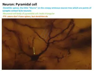 Neuron: Pyramidal cell