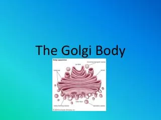 The Golgi Body