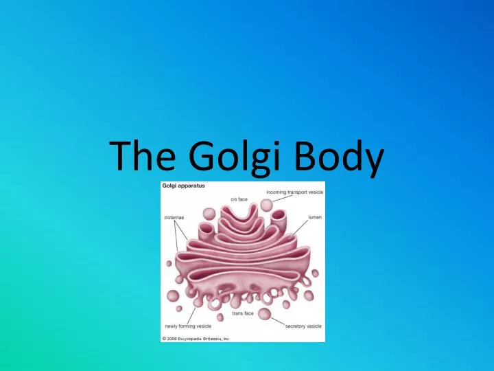 the golgi body