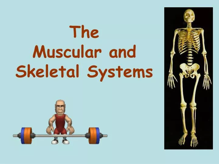the muscular and skeletal systems