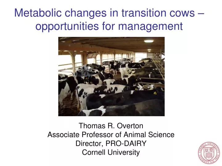 metabolic changes in transition cows opportunities for management