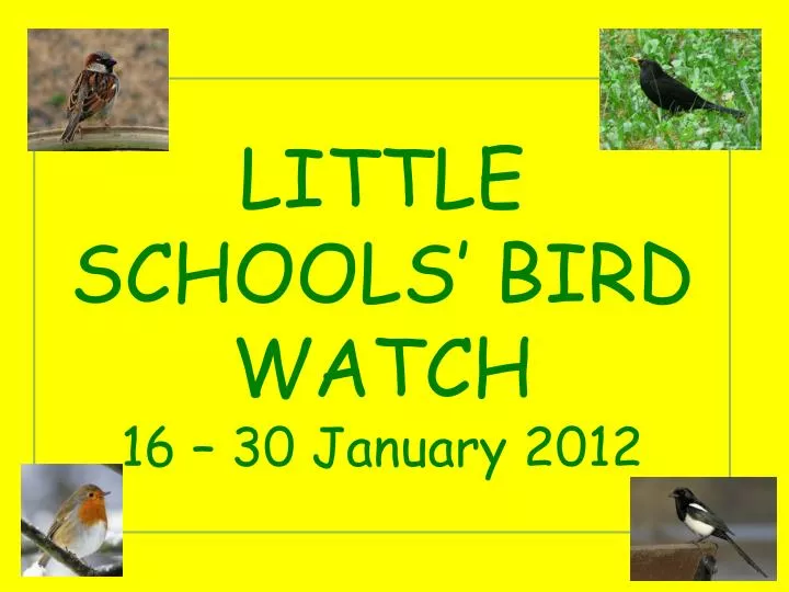 little schools bird watch 16 30 january 2012