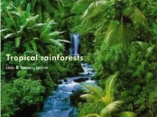 tropical rainforests