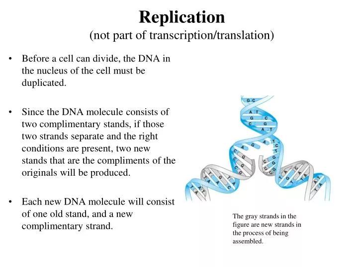 replication not part of transcription translation