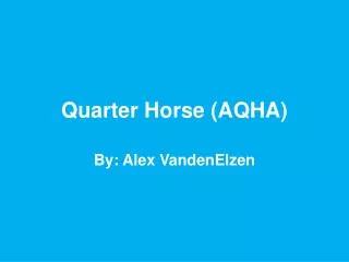 Quarter Horse (AQHA)