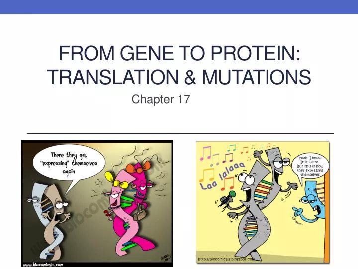 from gene to protein translation mutations