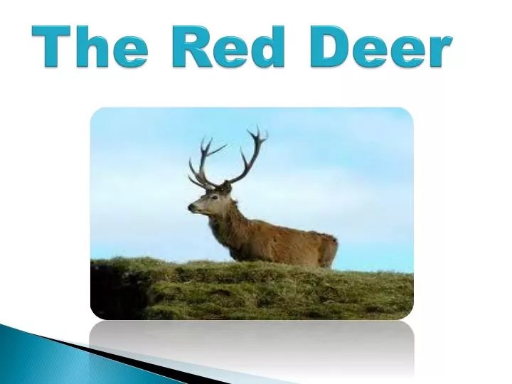 the red deer