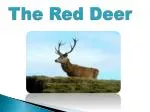 The Fascinating Life of the Red Deer in Ireland: A 10,000-Year History - slide 1