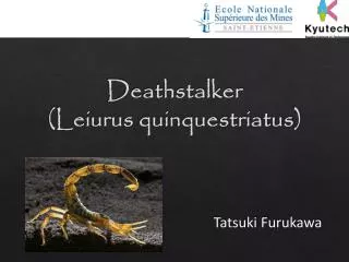 Deathstalker ( Leiurus quinquestriatus )