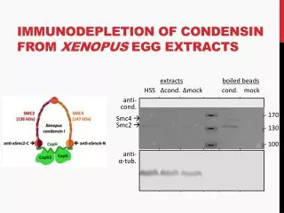 Immunodepletion of Condensin from Xenopus Egg Extracts