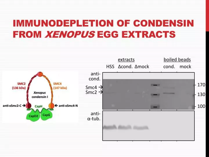 immunodepletion of condensin from xenopus egg extracts