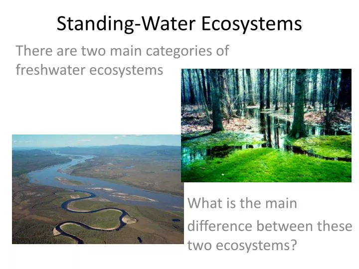 standing water ecosystems