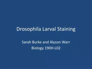 Drosophila Larval Staining