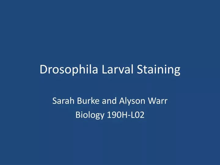 drosophila larval staining