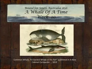 Bound for South Australia 1836 A Whale Of A Time Week 10