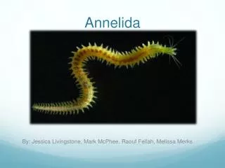 Annelida