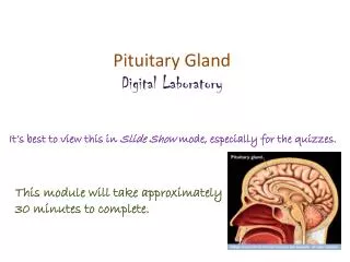 Pituitary Gland Digital Laboratory