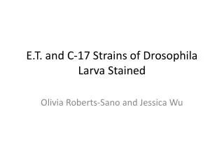 E.T. and C-17 Strains of Drosophila Larva Stained