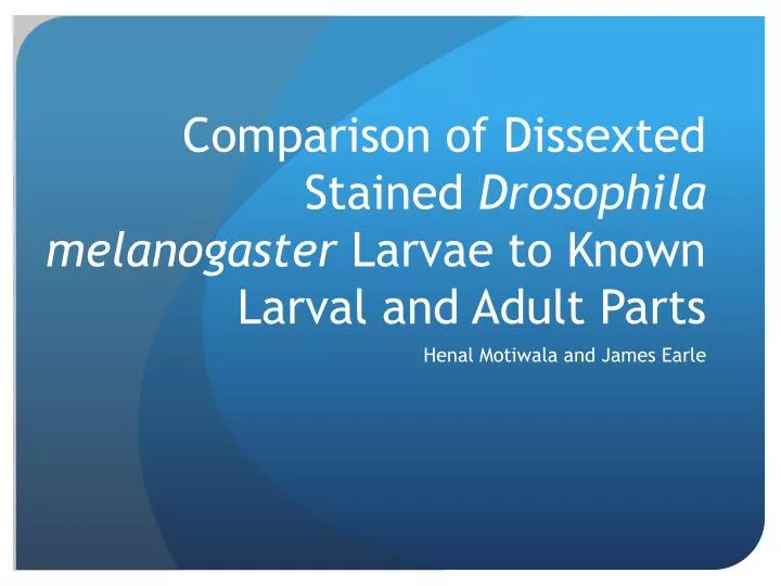 comparison of dissexted stained drosophila melanogaster larvae to known larval and adult parts