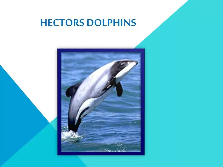 hectors dolphins