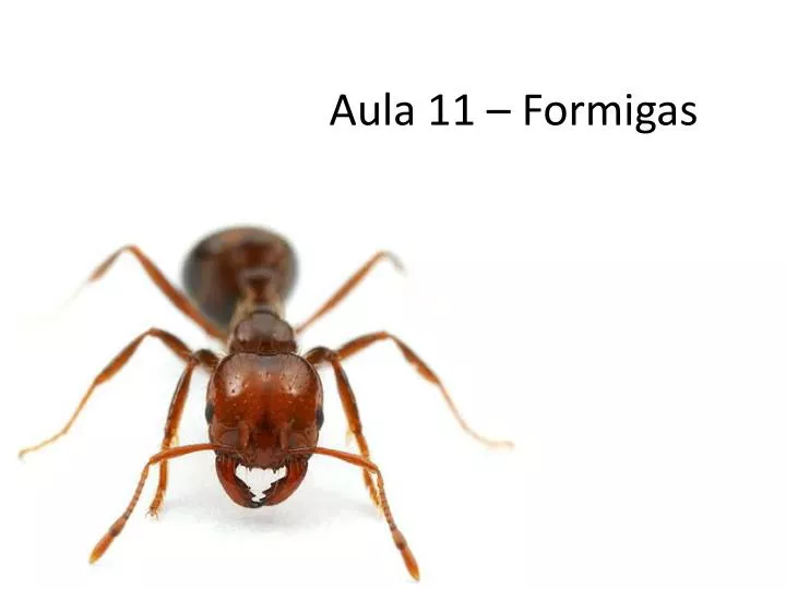aula 11 formigas