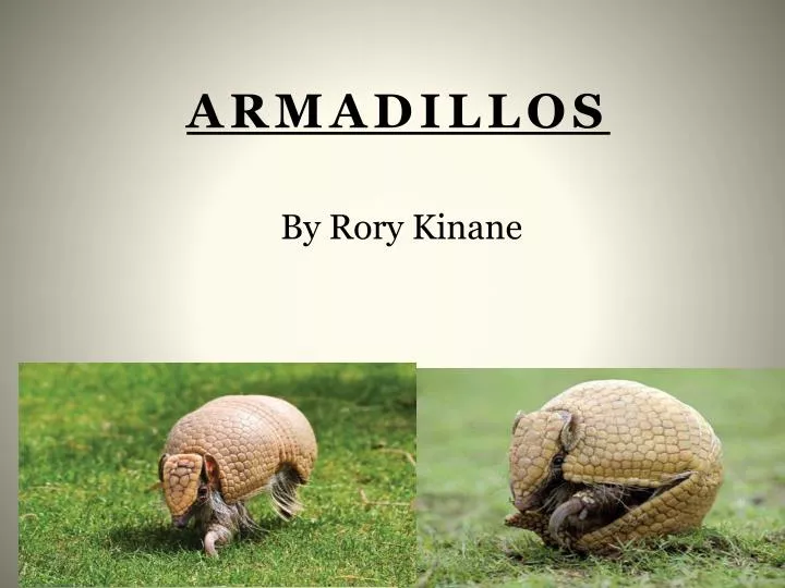 armadillos