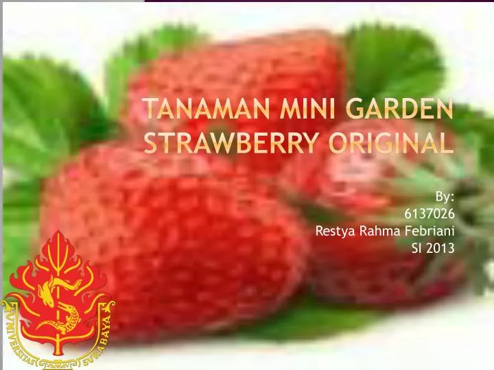 tanaman mini garden strawberry original