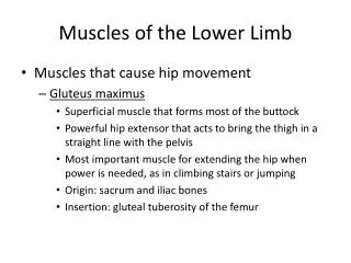 Muscles of the Lower Limb