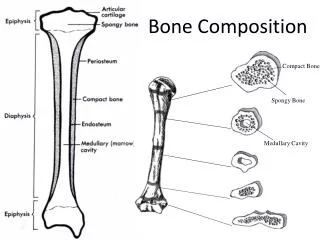 Bone Composition