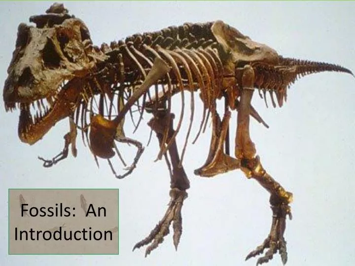 fossils an introduction