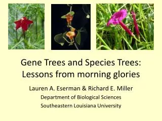 Gene Trees and Species Trees: Lessons from morning glories