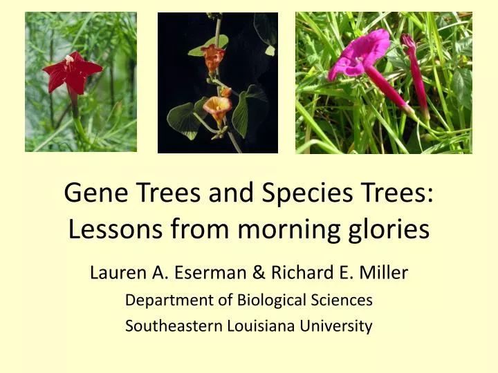 gene trees and species trees lessons from morning glories