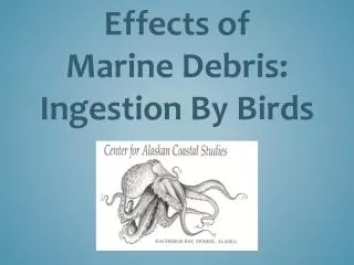 Effects of Marine Debris: Ingestion By Birds