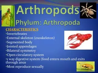 Arthropods Phylum: Arthropoda
