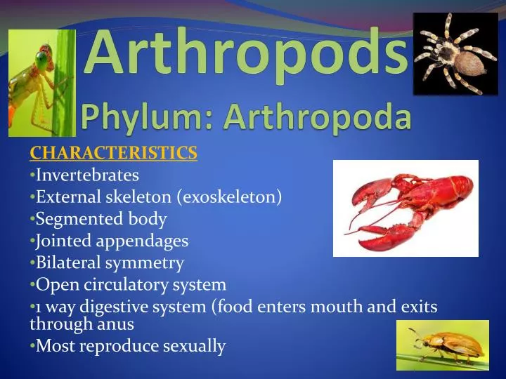 PPT Arthropods Phylum Arthropoda PowerPoint Presentation Free Download ID