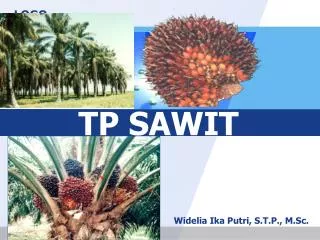 tp sawit