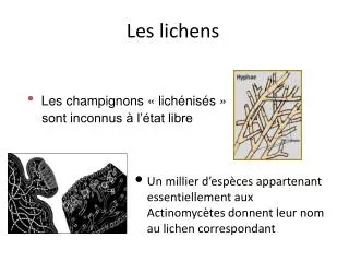 les lichens
