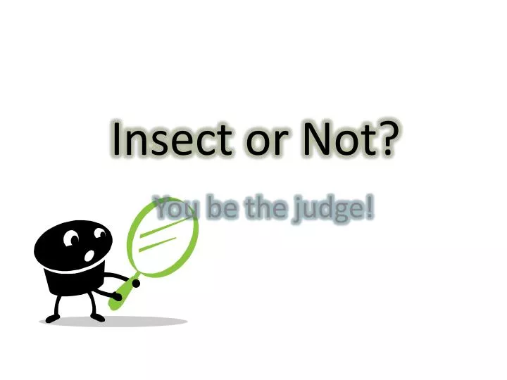 insect or not