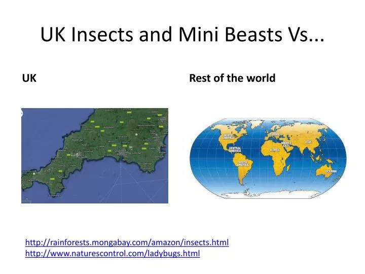 uk insects and mini beasts vs
