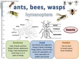 ants, bees, wasps