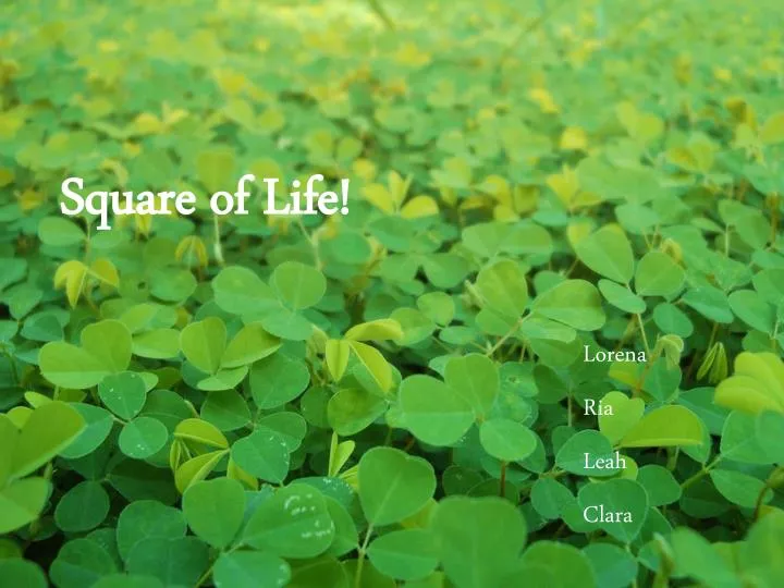 square of life