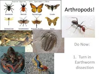 Arthropods!