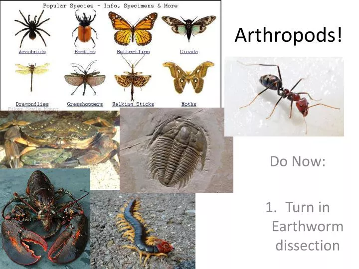 arthropods