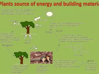 Plants source of energy and building materials