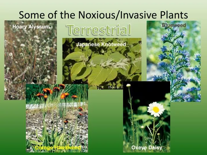 some of the noxious invasive plants