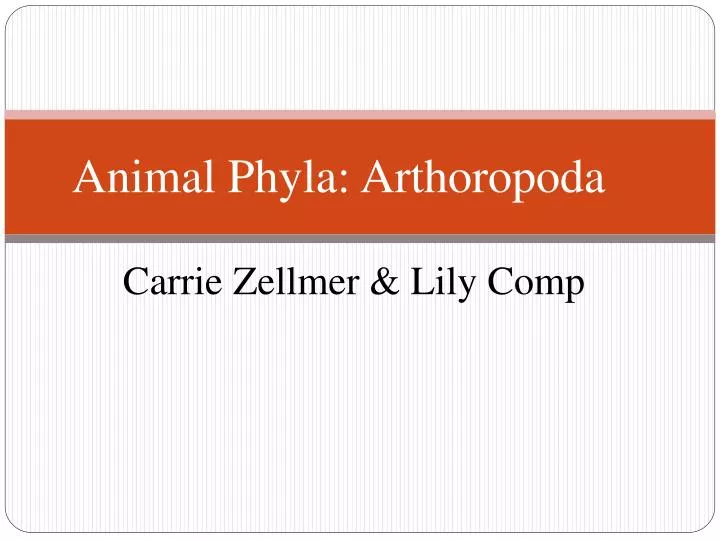 animal phyla arthoropoda